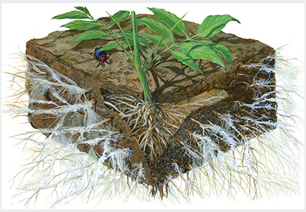Rễ cây và nấm rễ cộng sinh Mycorrhiza